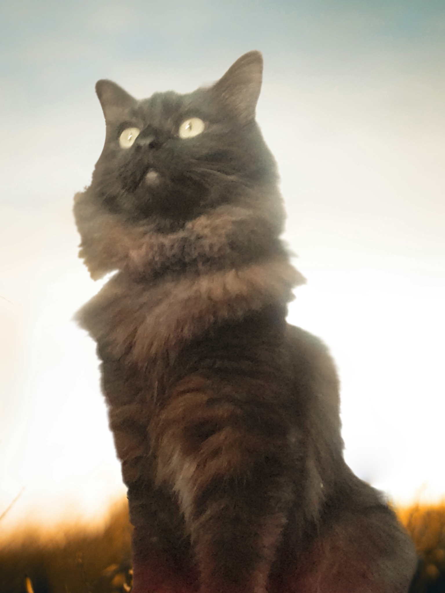 Tikka Cat